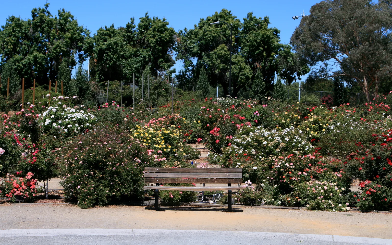 Blooming roses and garden pathways in a California botanical garden